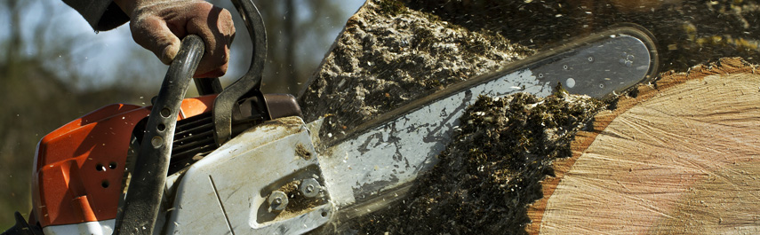 Emergency Tree Removal Services