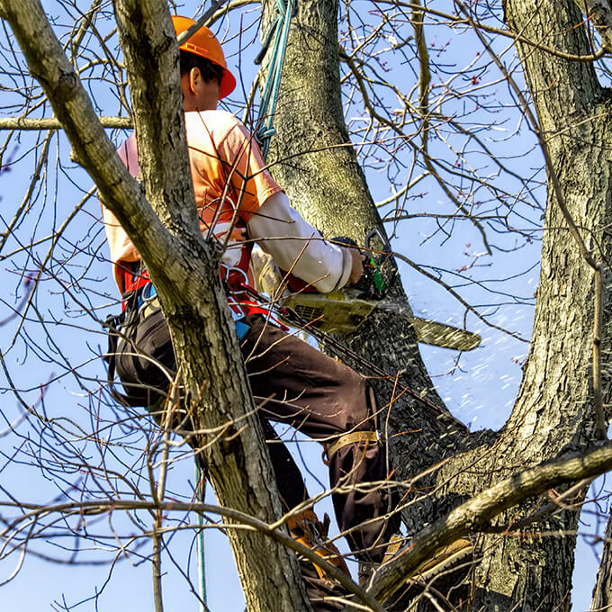 Tree Services