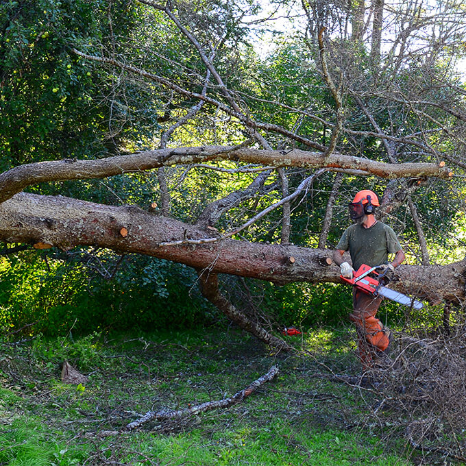 Tree Cutting Services