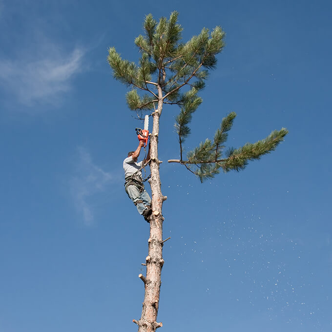 Tree Trimming Services